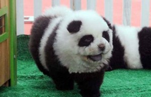 perropanda