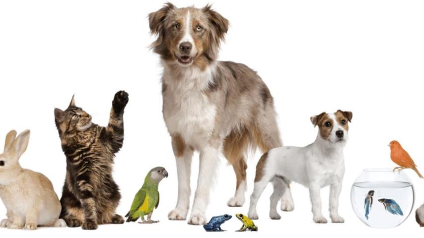 Dia_del_Animal