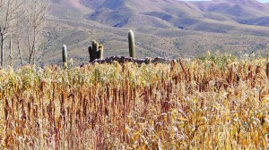 cultivos-de-quinua_18264