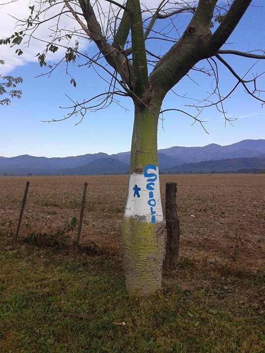 árbol palo borracho pintado en zona de los diques