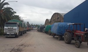 ACOPIO DE TABACO EN COOPERATIVA