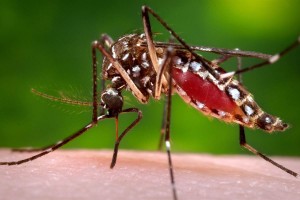 aedes aegypti