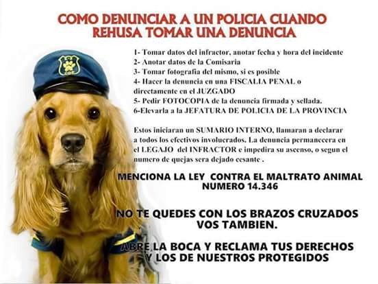 maltrato-animal-denuncia