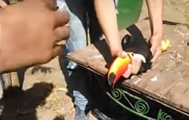 tucan maltratado