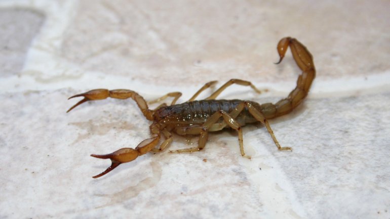 alacranes