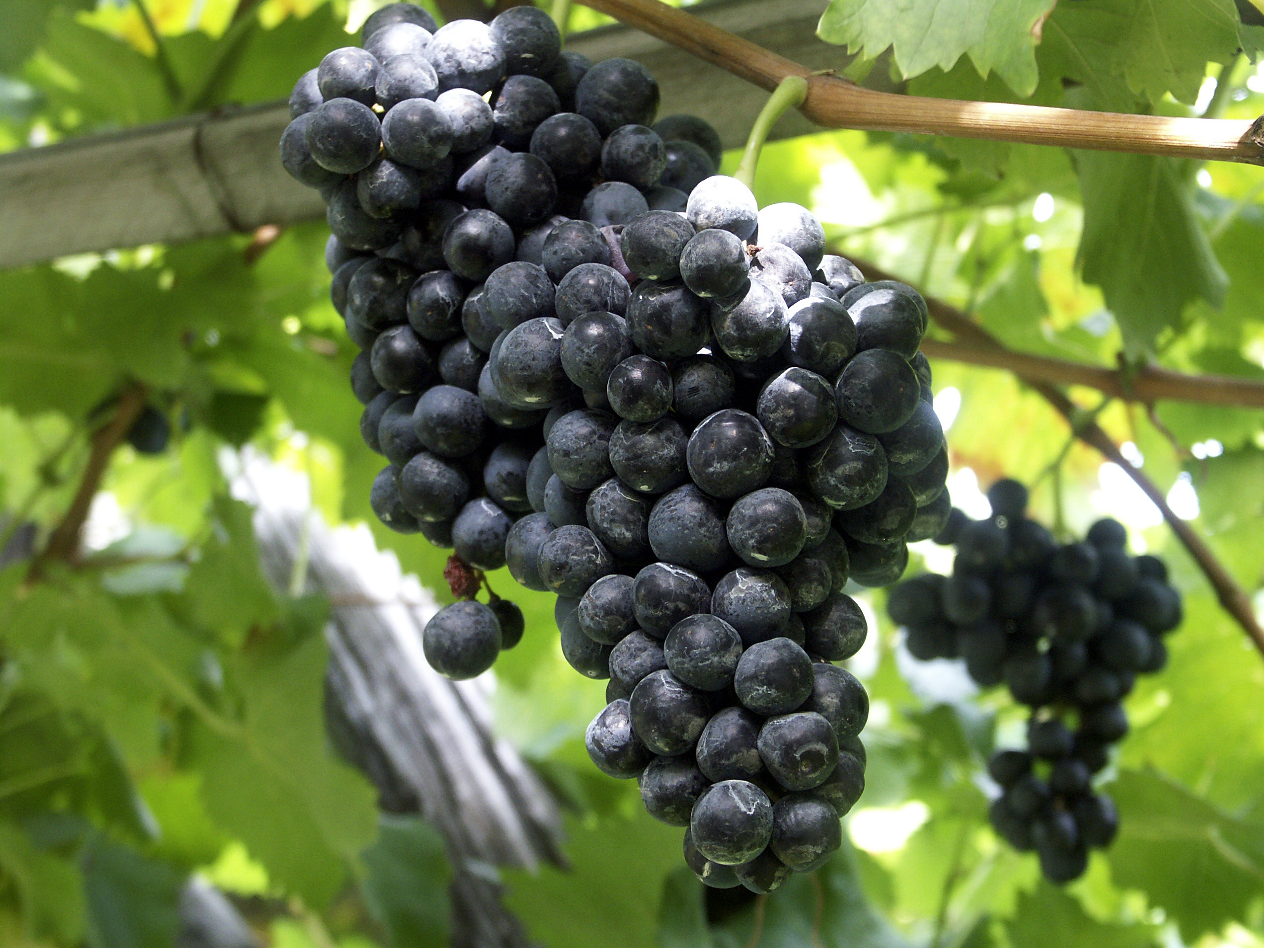 uvas vid argentina