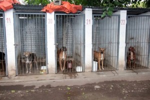 Esterilización-de-animales-1-768x512