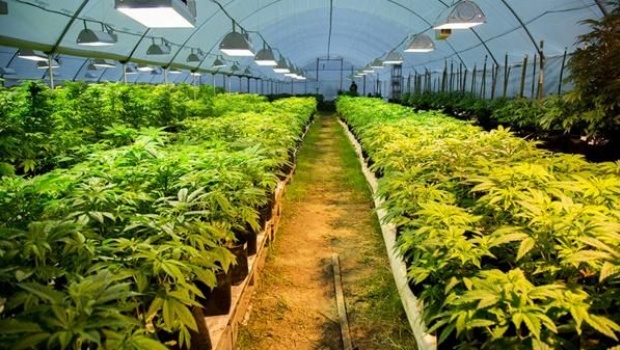 plantación de marihuana