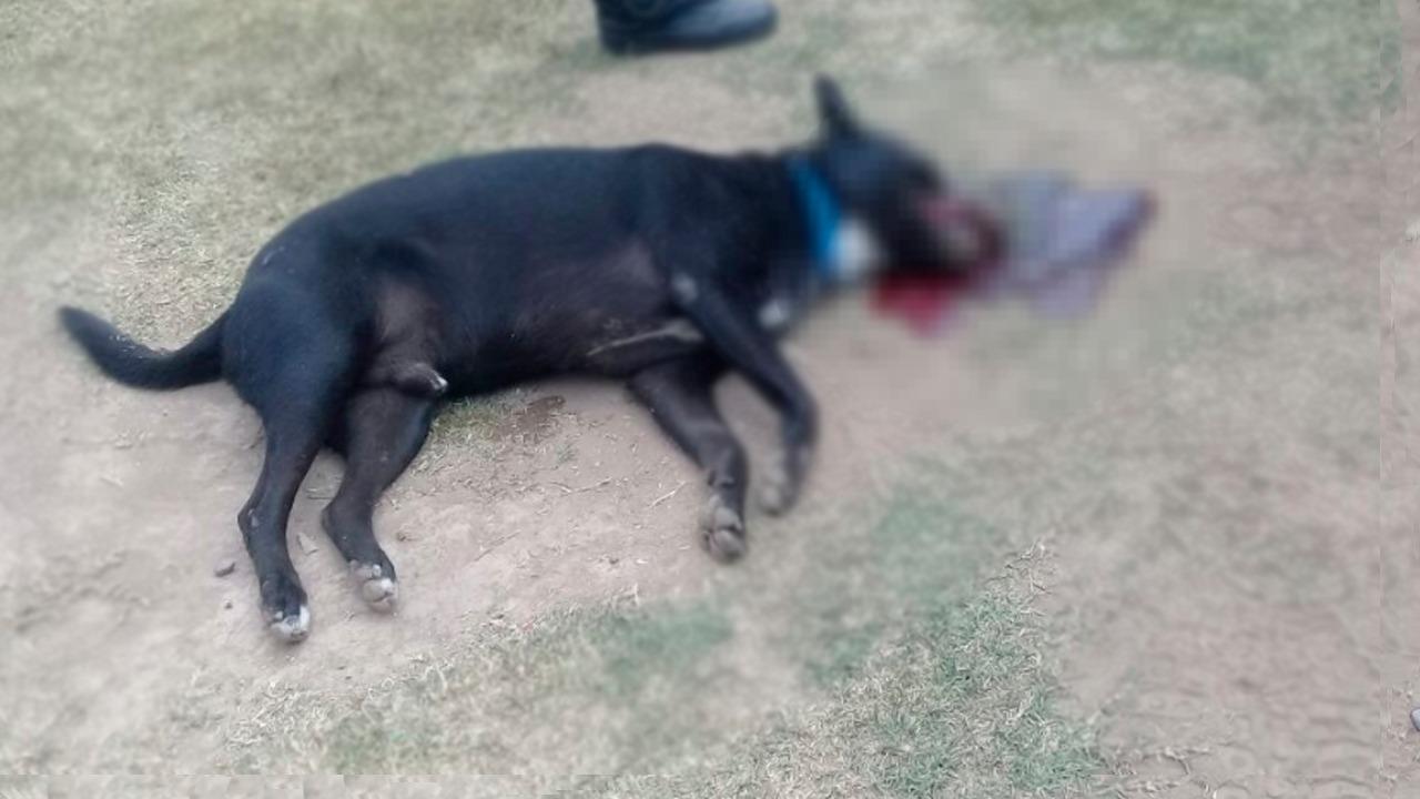perro muerto