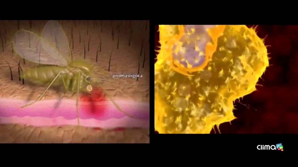 leishmaniasis1.jpg2