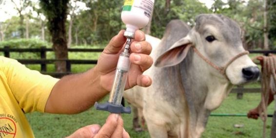 vacunacion antirrabica