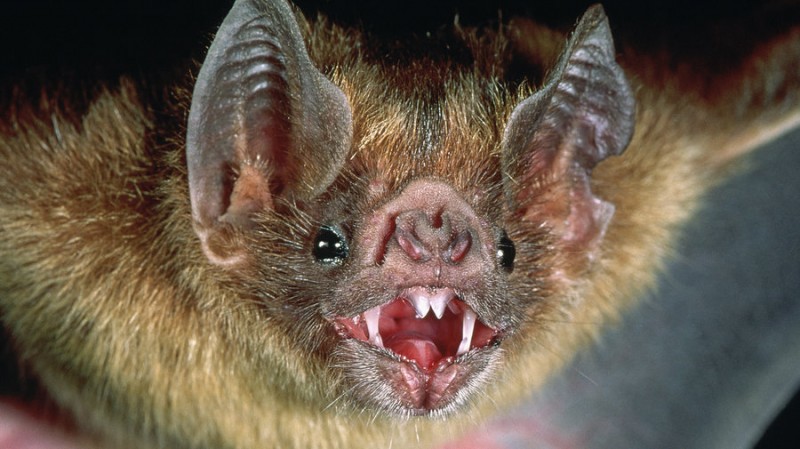 vampiro rabia bovina