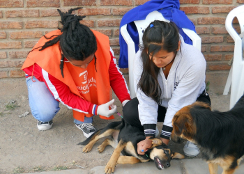 Masiva vacunación contra la rabia en el sector de Alto Comedero