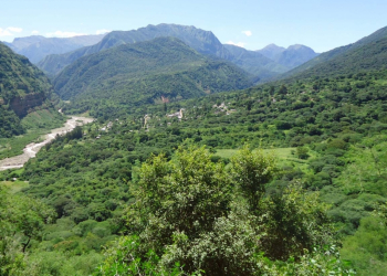 Convocatoria para la presentación de planes y proyectos de bosques nativos