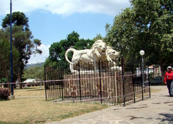 Higiene Urbana descartó presencia de roedores en especies arbóreas en Ciudad de Nieva