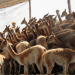 Captura y esquila de vicuñas en Silvestría