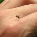 Chikungunia: Lo que tenes que saber para prevenir