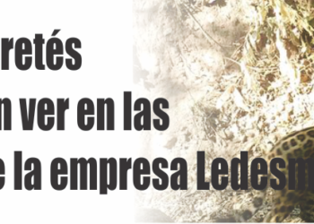 Los yaguaretés se dejaron ver en las yungas de la empresa Ledesma