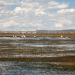 La Laguna de Pozuelos posee importancia internacional para la conservación de aves playeras