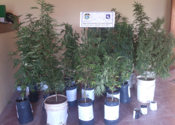 ARRESTADO Y SECUESTRO DE PLANTAS DE MARIHUANA EN PALPALÁ