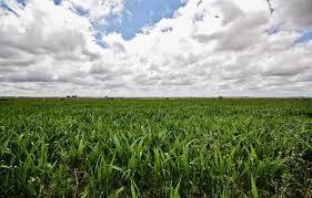 Argentina, único país en la región donde bajan los campos