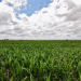 Argentina, único país en la región donde bajan los campos