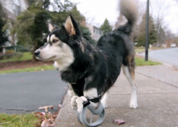 Perrito inválido vuelve a caminar gracias a la impresión 3D