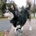 Perrito inválido vuelve a caminar gracias a la impresión 3D