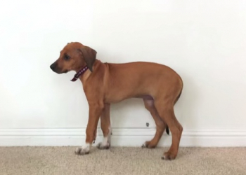 Increíble Time Lapsed de como  crece un cachorro en 23 segundos