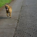 Después de las fiestas perros perdidos recorren desesperadamente las calles