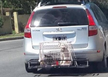 Randazzo anunció que sancionará a quienes lleven los animales en una jaula fuera del vehículo
