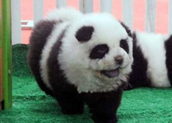 Insolito: Circo hacía pasar perros por osos panda