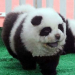 Insolito: Circo hacía pasar perros por osos panda