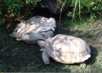 Video: Torutuga rescata a su compañero volcado