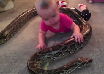 videos virales: bebé juegua con una serpiente pitón