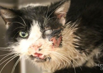 Insolito: gato atropellado y enterrado aparece vivo días despues