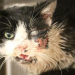 Insolito: gato atropellado y enterrado aparece vivo días despues