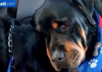 Virales. Un perro que llora a su hermano muerto conmueve al mundo