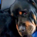 Virales. Un perro que llora a su hermano muerto conmueve al mundo