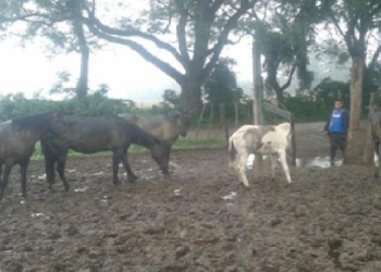 CABALLERÍA DE LIBERTADOR SECUESTRÓ ANIMALES SUELTOS