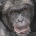 El chimpancé primer culpable de la propagación del VIH por todo el mundo