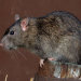 Hantavirus: Síntomas iníciales y prevención