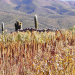 Continúan los preparativos en Jujuy para el V Congreso Mundial de Quinua