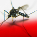 Por que algunas personas atraen más los mosquitos que otras?