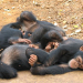 Científicos descubren chimpancés que se emborrachan con sus amigos