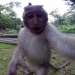 Videos Virales: Un monito roba una cámara GoPro y se hace un 'selfie'
