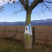 Denuncian pintadas en árboles en la zona de los diques