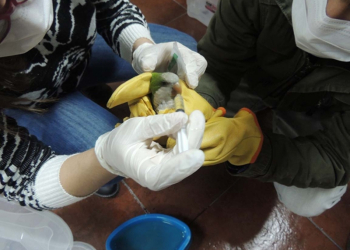 Recuperación de aves autóctonas