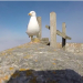 El espectacular vídeo grabado por una gaviota que se roba una GoPro