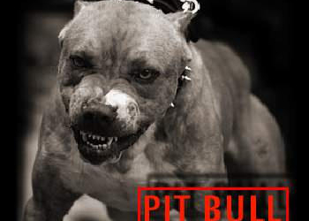 Santiago: Un perro de raza pitbull atacó y mató a niño de 8 años